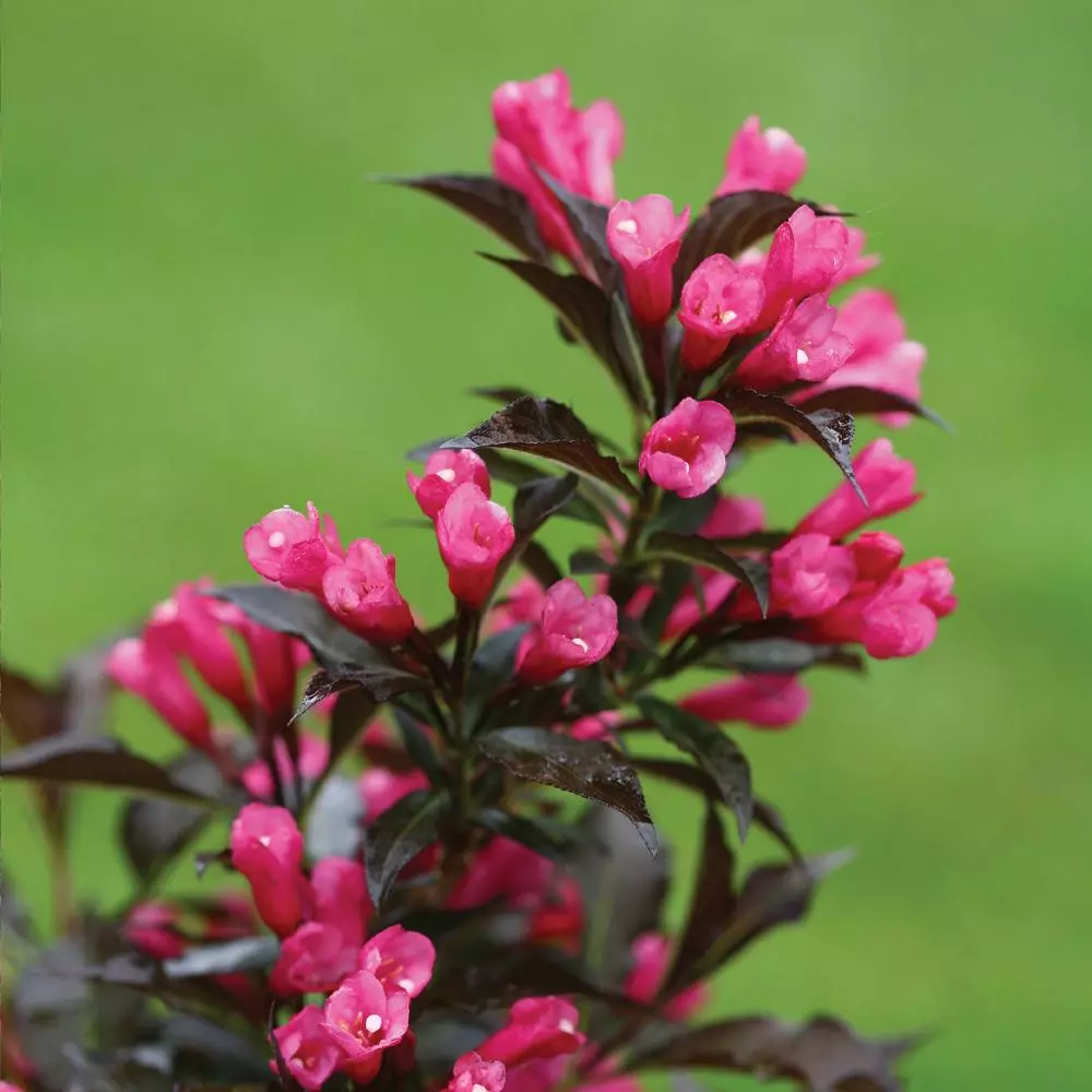 Brighter Blooms Spilled Wine® Weigela Shrub 4 Brighter Blooms Spilled Wine® Weigela Shrub