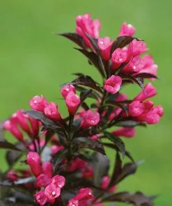 Brighter Blooms Spilled Wine® Weigela Shrub
