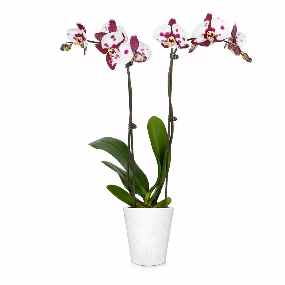 Brighter Blooms SHOP ALL Orchid Plant In White Pot 2 Brighter Blooms SHOP ALL Orchid Plant In White Pot