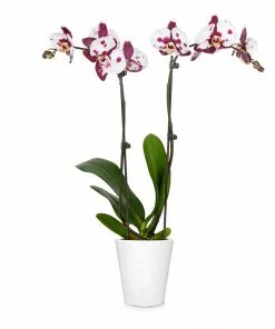 Brighter Blooms SHOP ALL Orchid Plant In White Pot 24 Brighter Blooms SHOP ALL Orchid Plant In White Pot