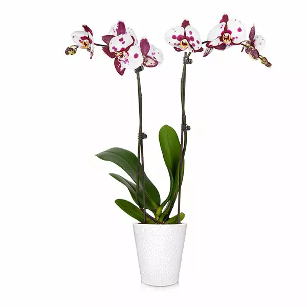 Brighter Blooms SHOP ALL Orchid Plant In White Pot 1 Brighter Blooms SHOP ALL Orchid Plant In White Pot