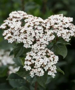 Brighter Blooms Spring Bouquet Viburnum Shrubs & Hedges