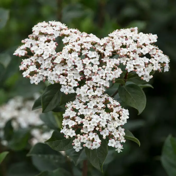 Brighter Blooms Spring Bouquet Viburnum Shrubs & Hedges 2 Brighter Blooms Spring Bouquet Viburnum Shrubs & Hedges