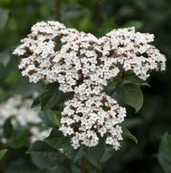 Brighter Blooms Spring Bouquet Viburnum Shrubs & Hedges