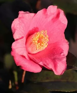 Brighter Blooms Camellia Shrubs Spring's Promise Camellia Shrub 6 Brighter Blooms Camellia Shrubs Spring's Promise Camellia Shrub