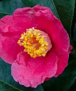 Brighter Blooms Camellia Shrubs Spring's Promise Camellia Shrub