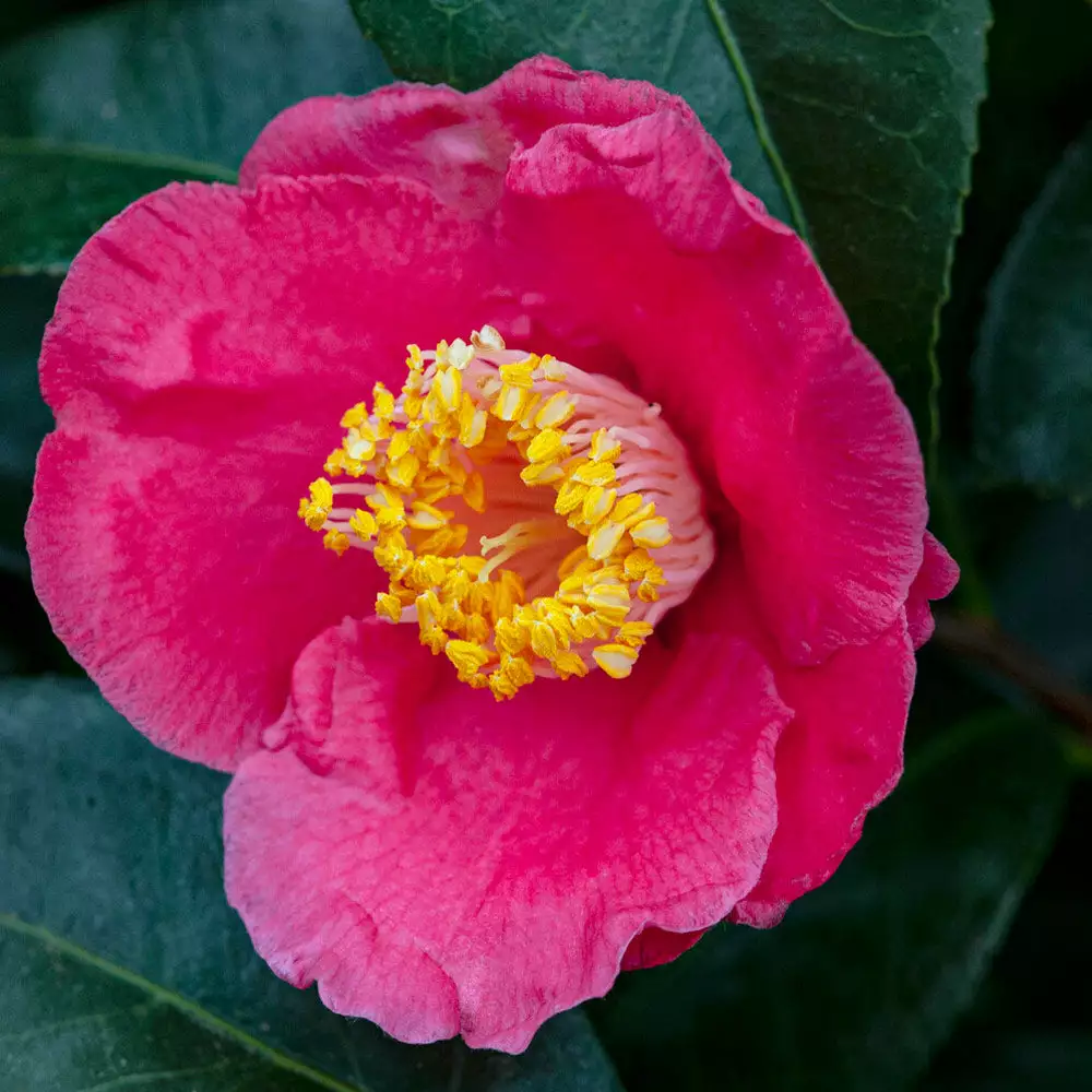 Brighter Blooms Camellia Shrubs Spring's Promise Camellia Shrub 2 Brighter Blooms Camellia Shrubs Spring's Promise Camellia Shrub