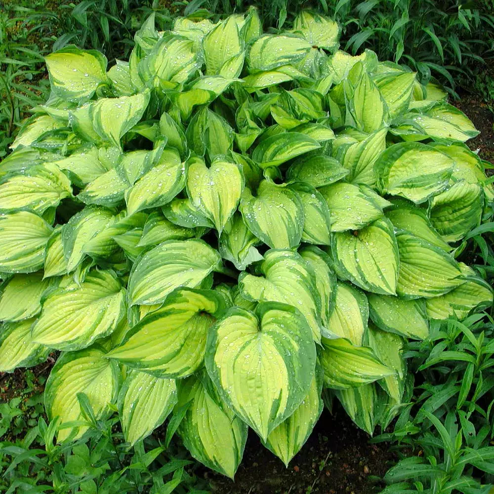 Brighter Blooms Perennials Stained Glass Hosta 2 Brighter Blooms Perennials Stained Glass Hosta