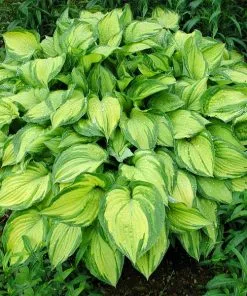Brighter Blooms Perennials Stained Glass Hosta