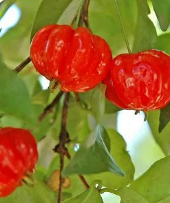 Brighter Blooms Star Cherry Tree (Pitanga)