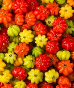 Brighter Blooms Star Cherry Tree (Pitanga)