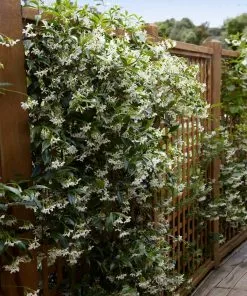 Brighter Blooms Star Jasmine Vine