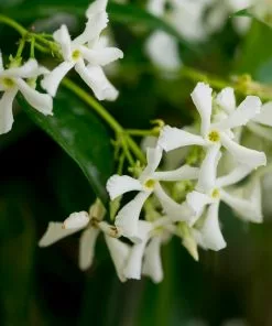 Brighter Blooms Star Jasmine Vine 5 Brighter Blooms Star Jasmine Vine