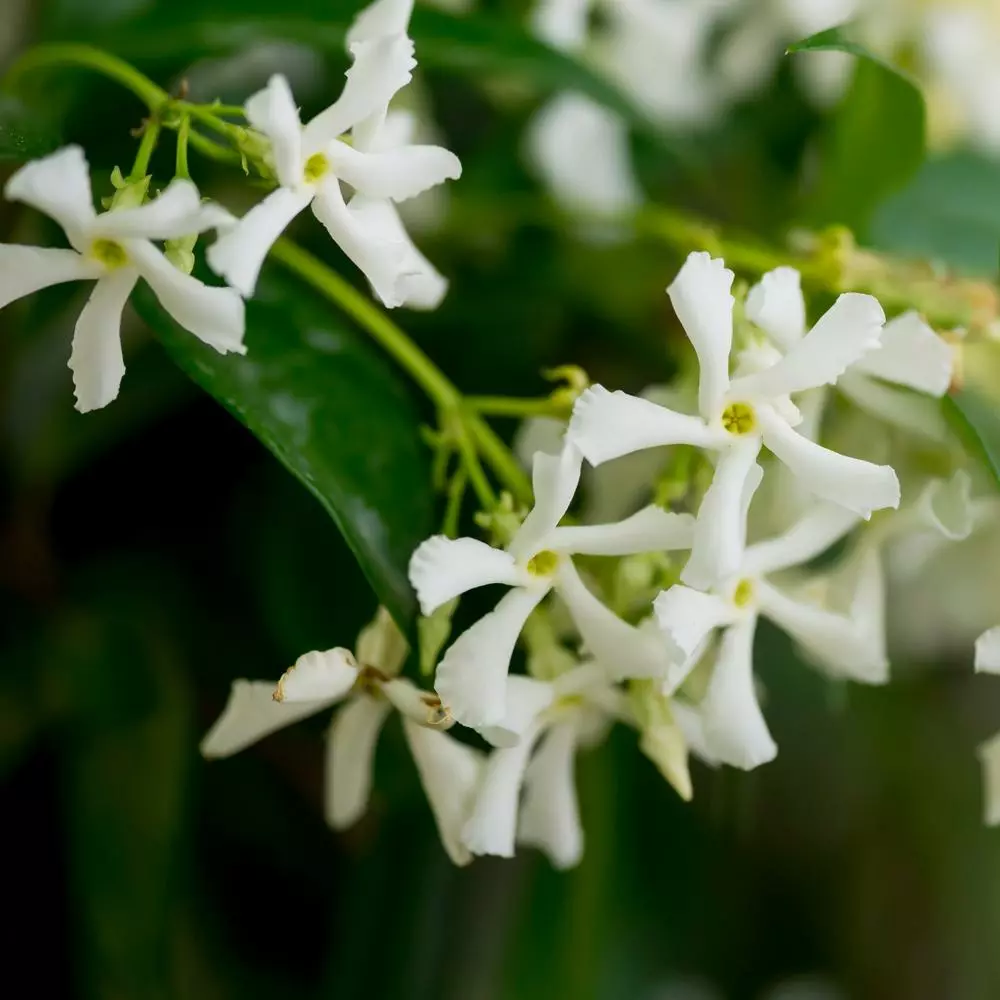 Brighter Blooms Star Jasmine Vine 3 Brighter Blooms Star Jasmine Vine