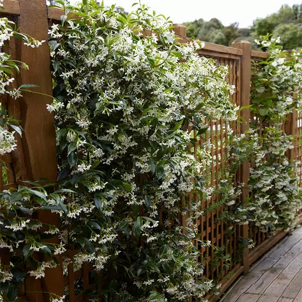 Brighter Blooms Star Jasmine Vine 1 Brighter Blooms Star Jasmine Vine