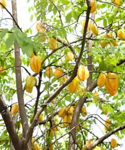 Brighter Blooms Starfruit Tree (Carambola) 9 Brighter Blooms Starfruit Tree (Carambola)