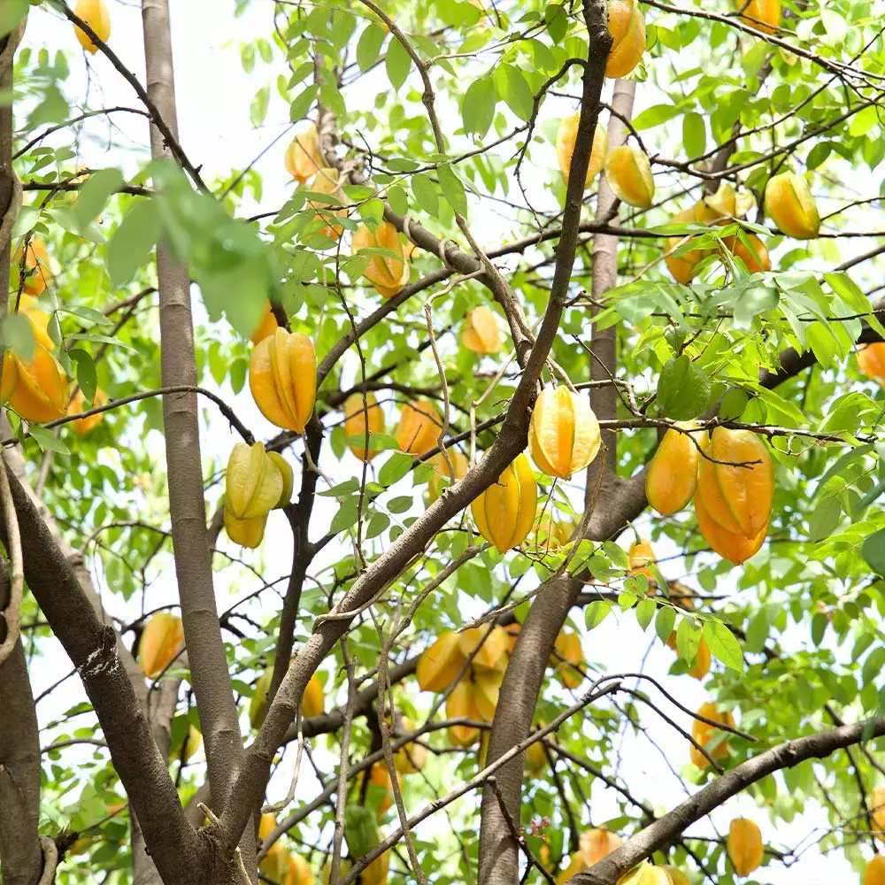 Brighter Blooms Starfruit Tree (Carambola) 5 Brighter Blooms Starfruit Tree (Carambola)