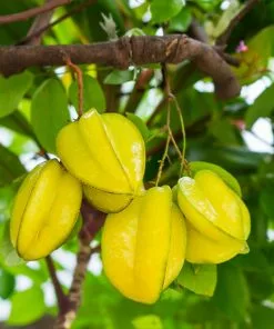 Brighter Blooms Starfruit Tree (Carambola)