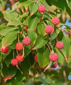 Brighter Blooms Starlight Flowering Dogwood Tree 8 Brighter Blooms Starlight Flowering Dogwood Tree
