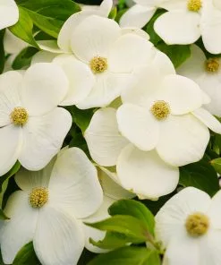 Brighter Blooms Starlight Flowering Dogwood Tree 7 Brighter Blooms Starlight Flowering Dogwood Tree