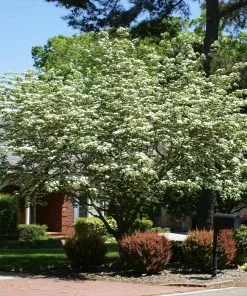 Brighter Blooms Starlight Flowering Dogwood Tree