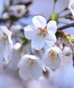 Brighter Blooms Stella Cherry Tree 7 Brighter Blooms Stella Cherry Tree