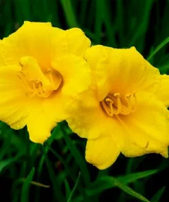 Brighter Blooms Stella D'Oro Daylily 6 Brighter Blooms Stella D'Oro Daylily