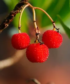 Brighter Blooms Strawberry Tree 5 Brighter Blooms Strawberry Tree