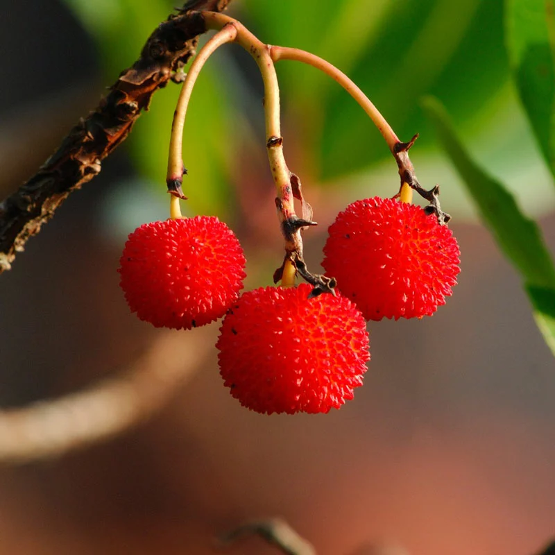 Brighter Blooms Strawberry Tree 3 Brighter Blooms Strawberry Tree