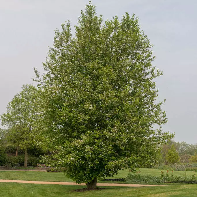 Brighter Blooms Chinese Hackberry Tree 2 Brighter Blooms Chinese Hackberry Tree
