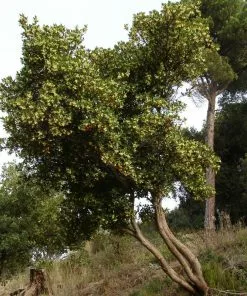 Brighter Blooms Strawberry Tree