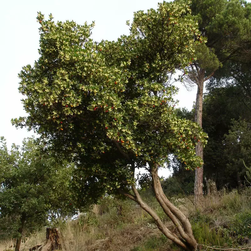Brighter Blooms Strawberry Tree 2 Brighter Blooms Strawberry Tree