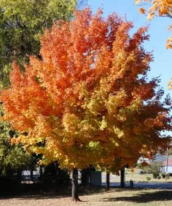 Brighter Blooms Sugar Maple Tree Shade Trees 11 Brighter Blooms Sugar Maple Tree Shade Trees