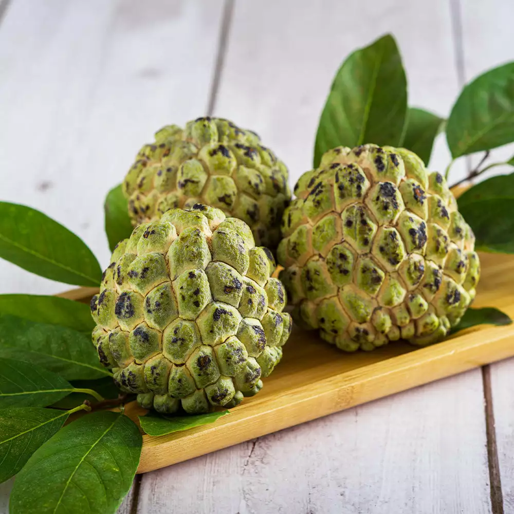 Brighter Blooms Sugar Apple Tree Fruit Trees 3 Brighter Blooms Sugar Apple Tree Fruit Trees