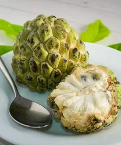 Brighter Blooms Sugar Apple Tree Fruit Trees 8 Brighter Blooms Sugar Apple Tree Fruit Trees