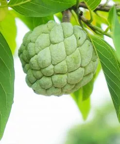 Brighter Blooms Sugar Apple Tree Fruit Trees 9 Brighter Blooms Sugar Apple Tree Fruit Trees