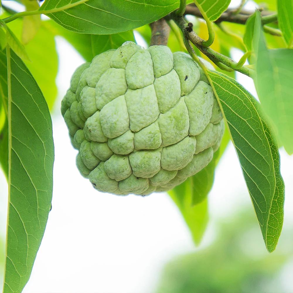 Brighter Blooms Sugar Apple Tree Fruit Trees 5 Brighter Blooms Sugar Apple Tree Fruit Trees