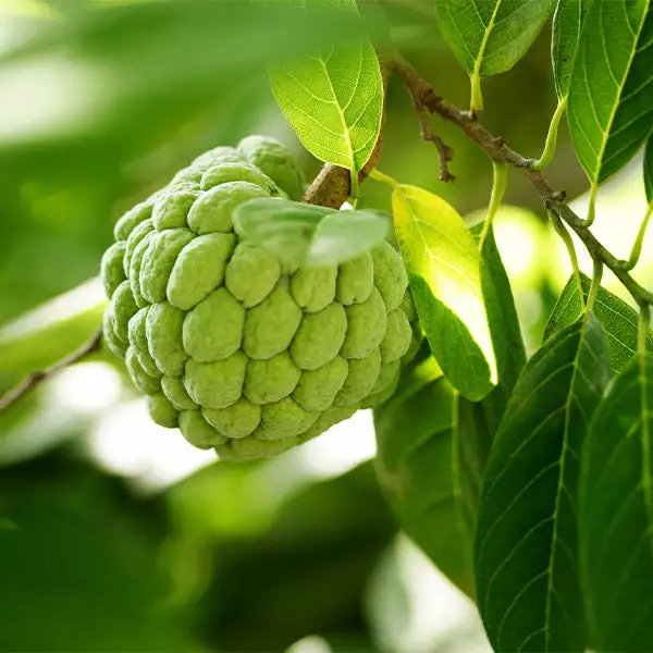 Brighter Blooms Sugar Apple Tree Fruit Trees 1 Brighter Blooms Sugar Apple Tree Fruit Trees