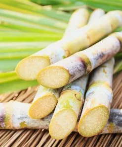 Brighter Blooms Sugar Cane Plant SHOP ALL 7 Brighter Blooms Sugar Cane Plant SHOP ALL