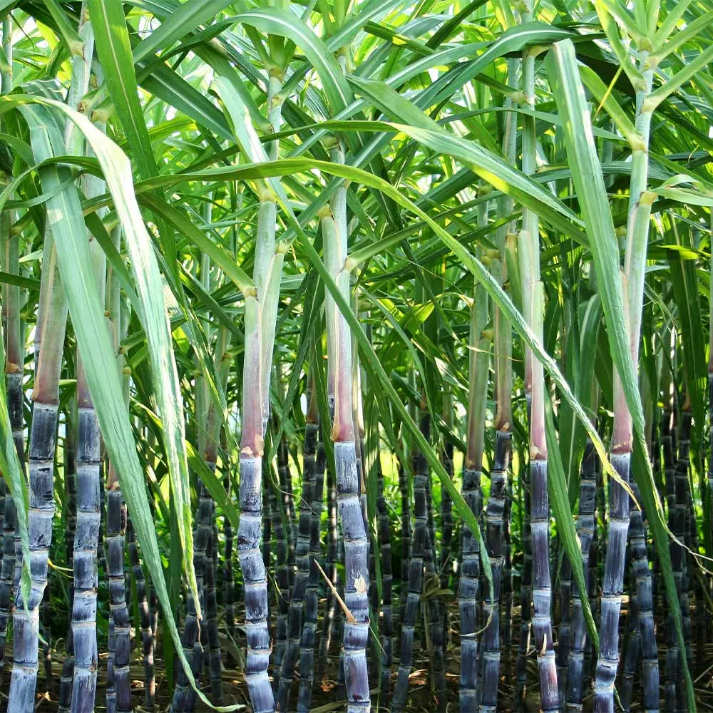 Brighter Blooms Sugar Cane Plant SHOP ALL 4 Brighter Blooms Sugar Cane Plant SHOP ALL
