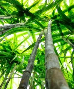 Brighter Blooms Sugar Cane Plant SHOP ALL