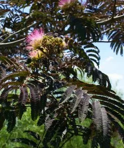 Brighter Blooms Summer Chocolate Mimosa Tree