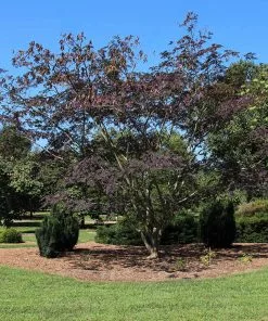 Brighter Blooms Summer Chocolate Mimosa Tree 6 Brighter Blooms Summer Chocolate Mimosa Tree