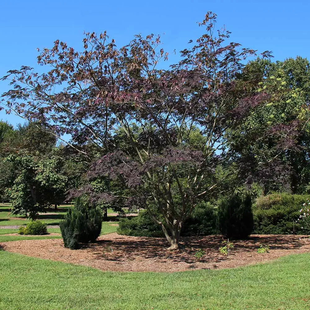Brighter Blooms Summer Chocolate Mimosa Tree 3 Brighter Blooms Summer Chocolate Mimosa Tree