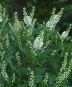 Brighter Blooms Shrubs & Hedges Summersweet Clethra Shrub