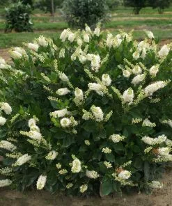 Brighter Blooms Shrubs & Hedges Summersweet Clethra Shrub