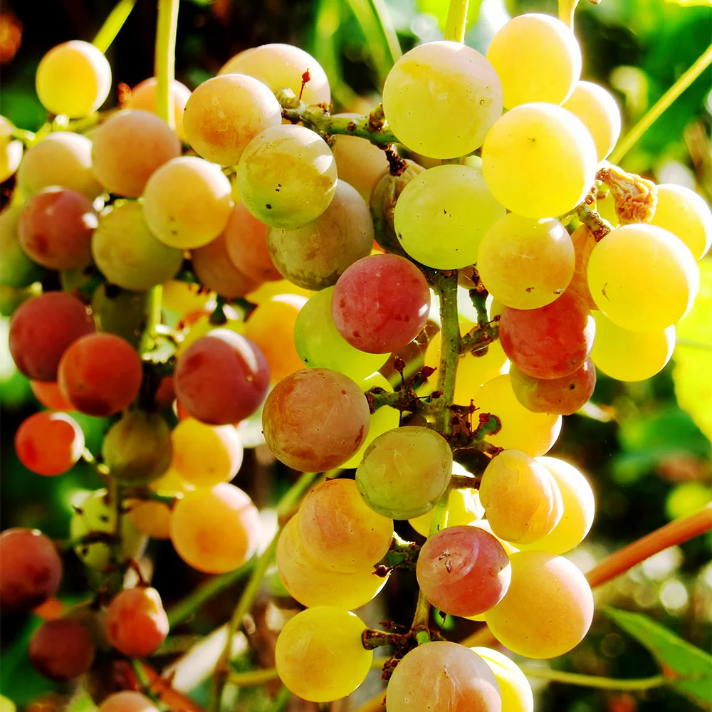 Brighter Blooms Summit Grape Vine Fruit Trees 3 Brighter Blooms Summit Grape Vine Fruit Trees