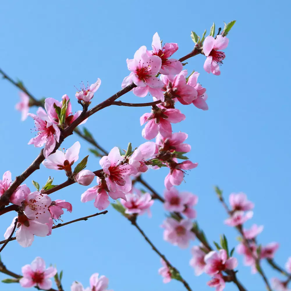 Brighter Blooms Sunglo Nectarine Fruit Trees 4 Brighter Blooms Sunglo Nectarine Fruit Trees
