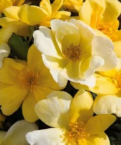 Brighter Blooms Shrubs & Hedges Sunny Knock Out® Rose