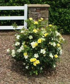 Brighter Blooms Shrubs & Hedges Sunny Knock Out® Rose